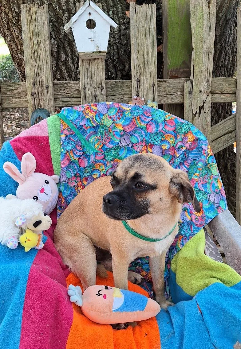 Valente Wvt thumbnail 5