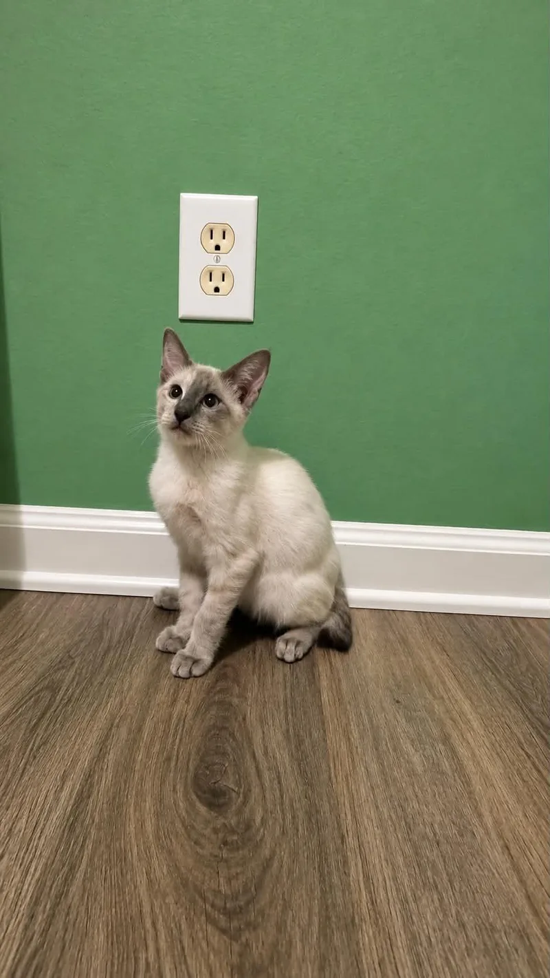 A baby medium-sized male Siamese cat named Truffle and Dumpling for adoption in Lawrenceville, GA