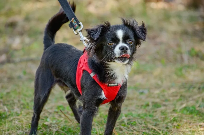 An adult small-sized female Chihuahua dog named Lelo for adoption in Brick, NJ