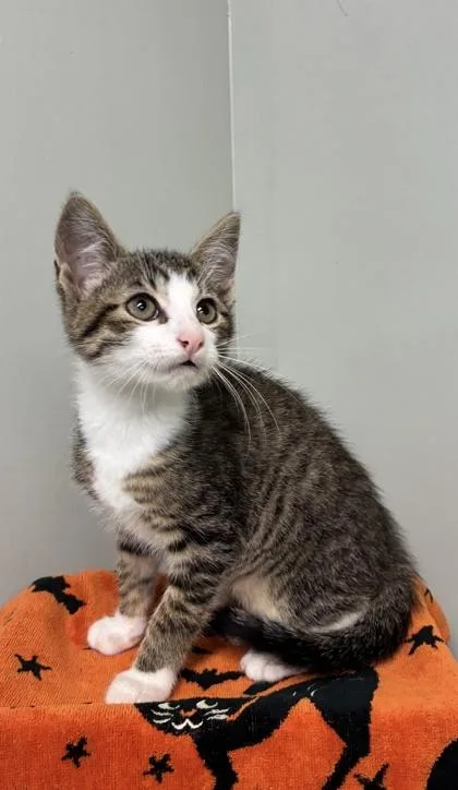 A baby medium-sized male Domestic Short Hair cat named Hudson for adoption in Picayune, MS