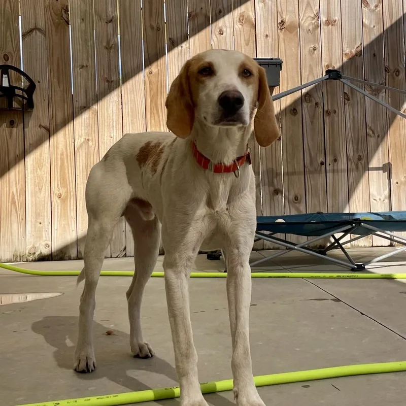 A young medium-sized male White / Cream Redbone Coonhound dog named Jimmy for adoption in Freeport, FL
