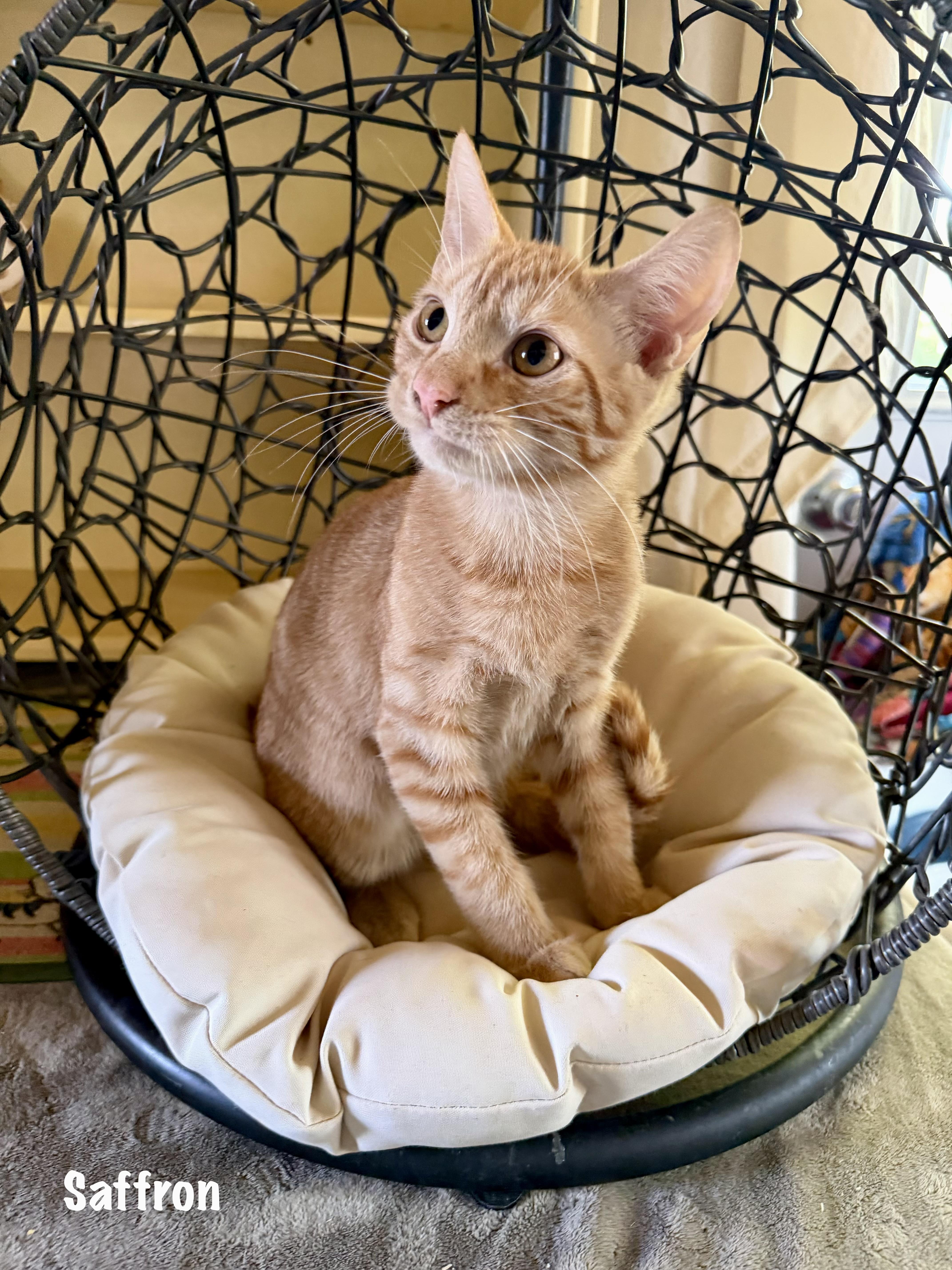 A baby medium-sized male Orange / Red Domestic Short Hair cat named Saffron for adoption in East Hartford , CT