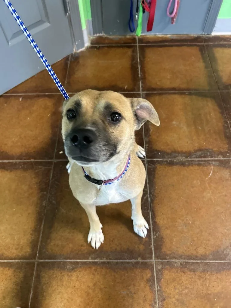 An adult medium-sized female Mixed Breed dog named Sister for adoption in Glen Rose, TX
