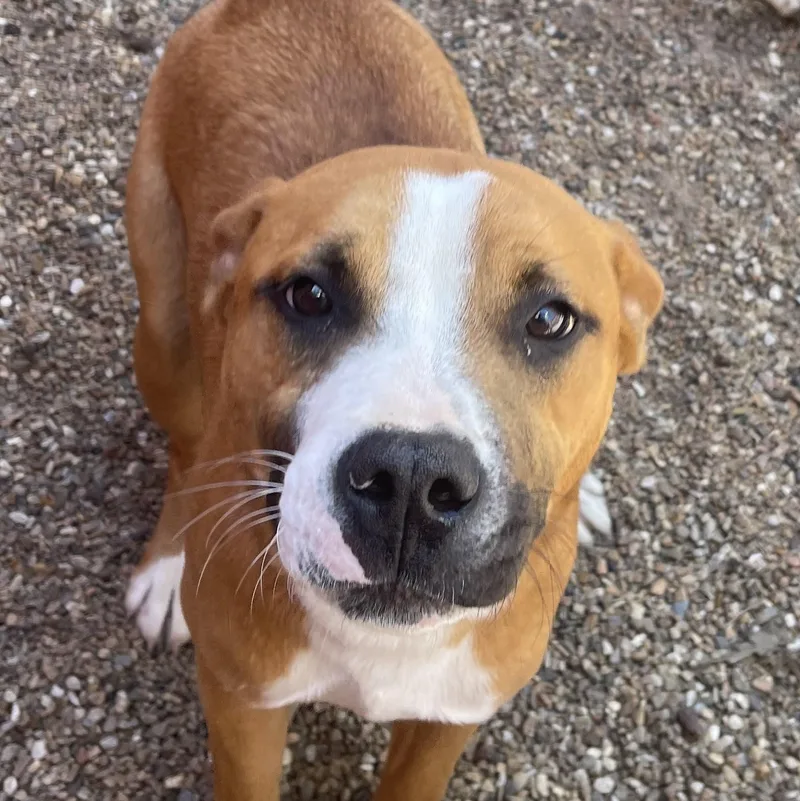 A young medium-sized male Tricolor (Brown, Black, & White) Pit Bull Terrier dog named Dash for adoption in Marshall, MO