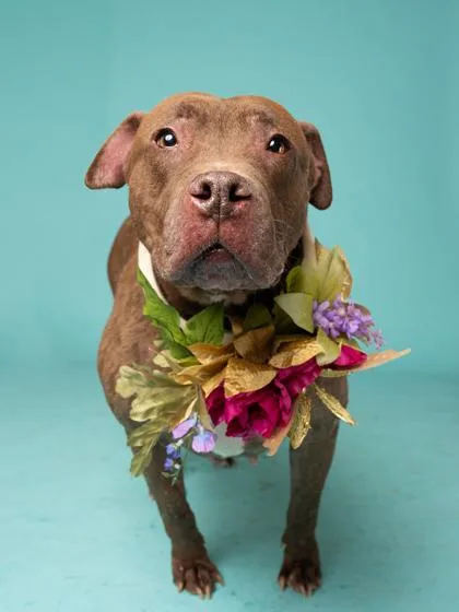 A senior large-sized female Mixed Breed dog named Chocolate Shake for adoption in Atlanta, GA