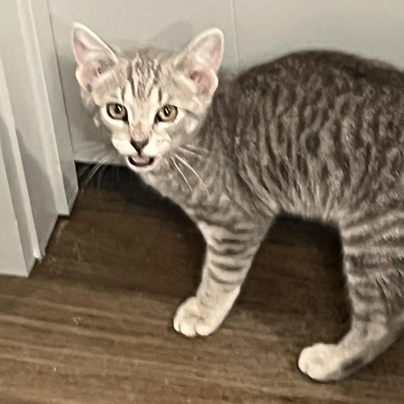 A baby small-sized male Tabby (Gray / Blue / Silver) Domestic Short Hair cat named Ryan for adoption in Richmond, VA