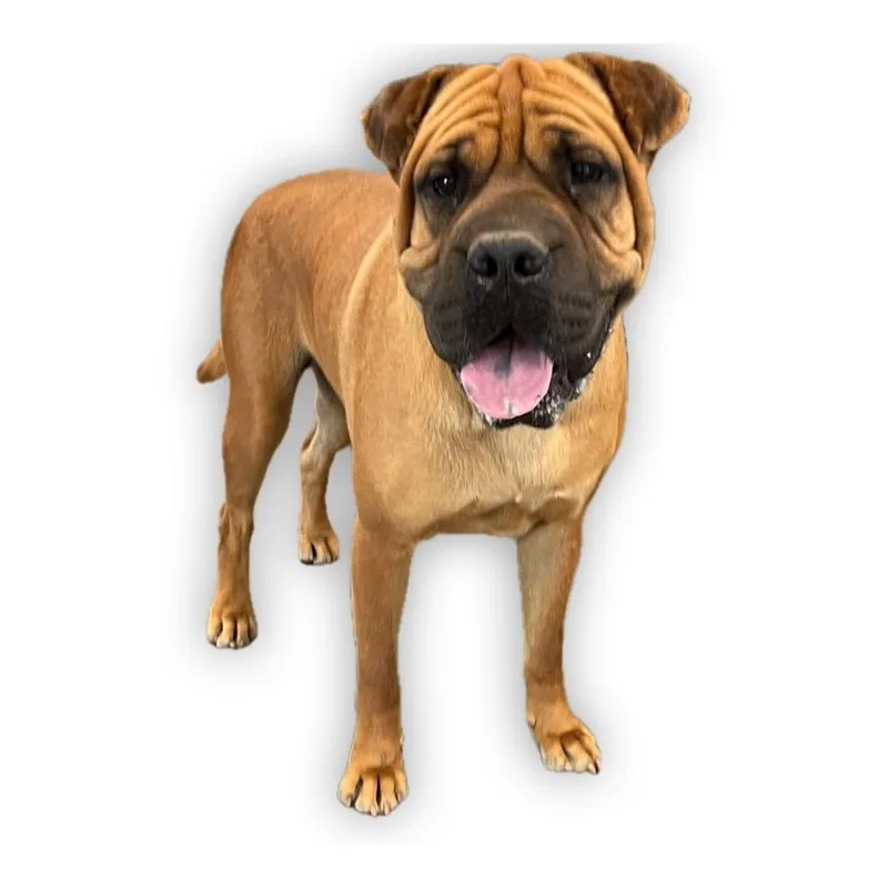 An adult large-sized male Mixed Breed dog named Chato for adoption in Los Angeles, CA
