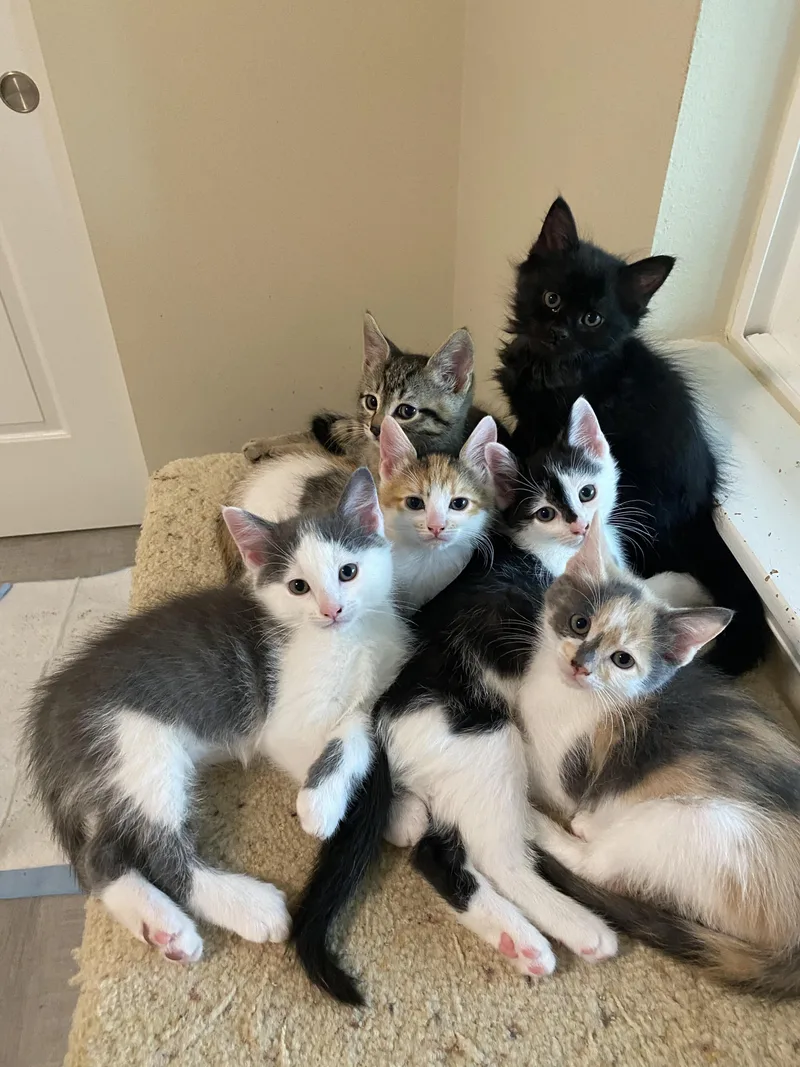 A baby medium-sized male Calico Domestic Short Hair cat named The Classic Authors for adoption in Kirkland, WA