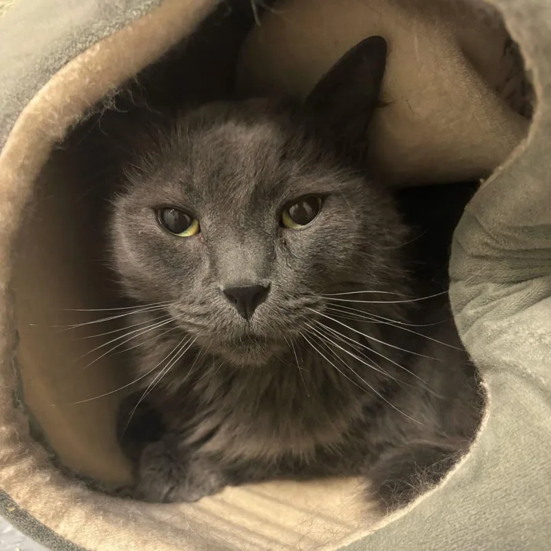 An adult large-sized male Gray / Blue / Silver Domestic Long Hair cat named Edgar for adoption in Greensboro, NC