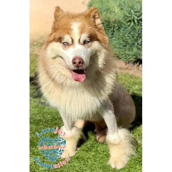 An adult large-sized male Red / Chestnut / Orange Husky dog named Tuuka for adoption in Inglewood, CA