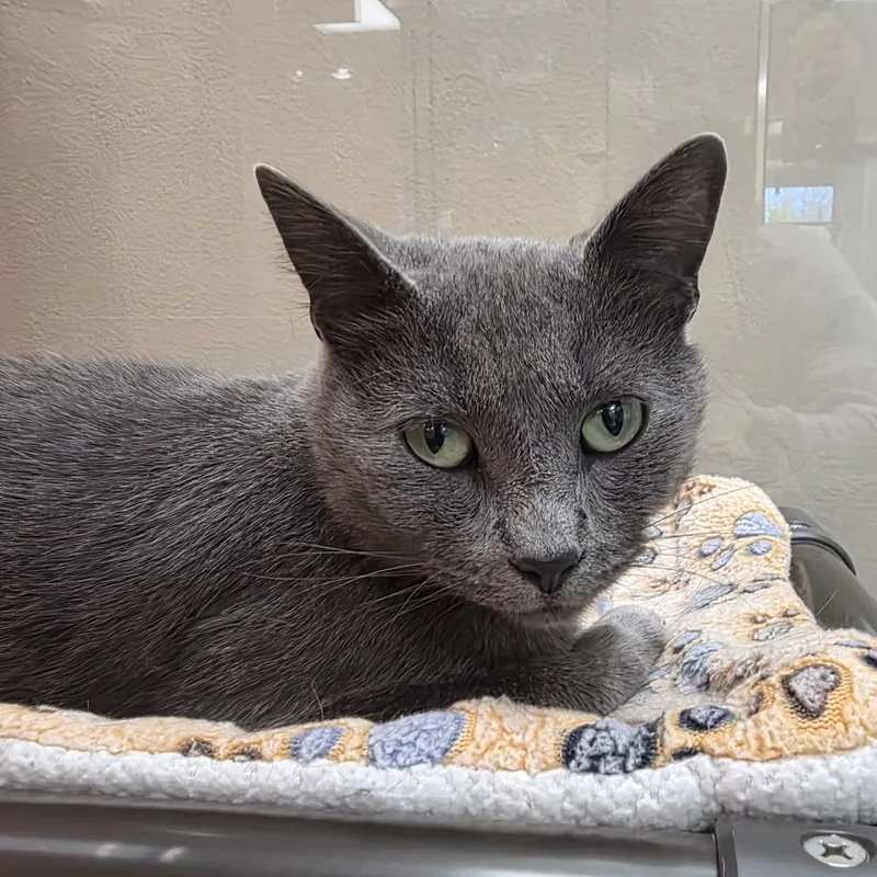 A young medium-sized female Domestic Short Hair cat named Fiona for adoption in Oshkosh, WI