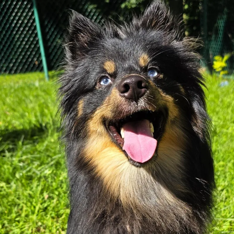 An adult small-sized male Black Mixed Breed dog named Huxley for adoption in Michigan City, IN