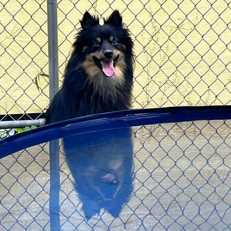 Huxley thumbnail 2