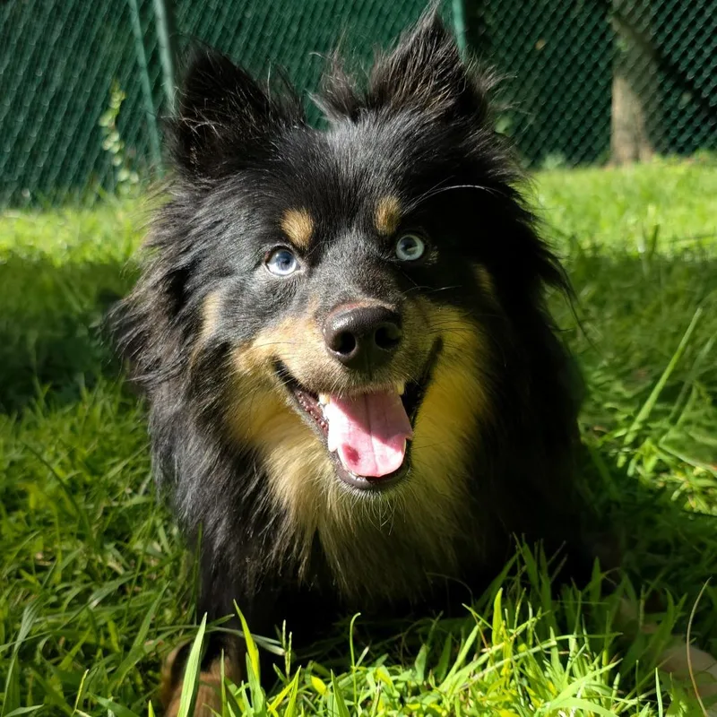 Huxley thumbnail 6