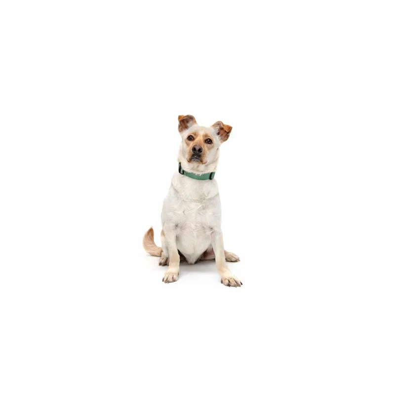 An adult medium-sized male White / Cream Mixed Breed dog named Gravy for adoption in Playa Vista, CA