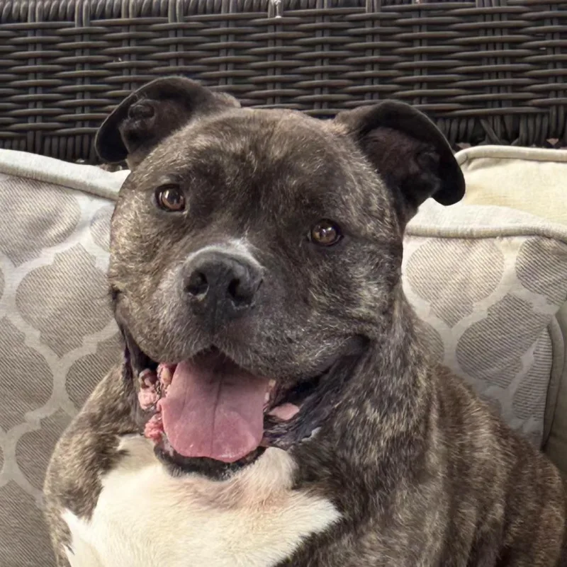 An adult large-sized male Brindle Mixed Breed dog named Gino for adoption in Whittier, CA