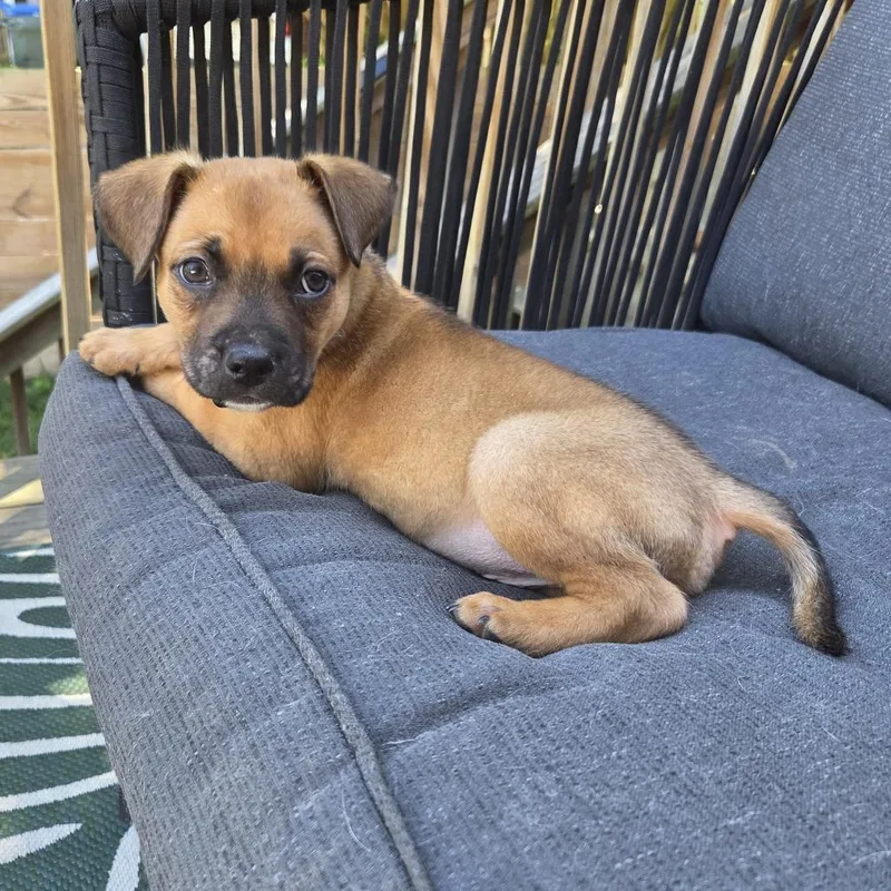 A baby large-sized male Brown / Chocolate Boxer dog named Robert De Niro for adoption in Chattanooga, TN