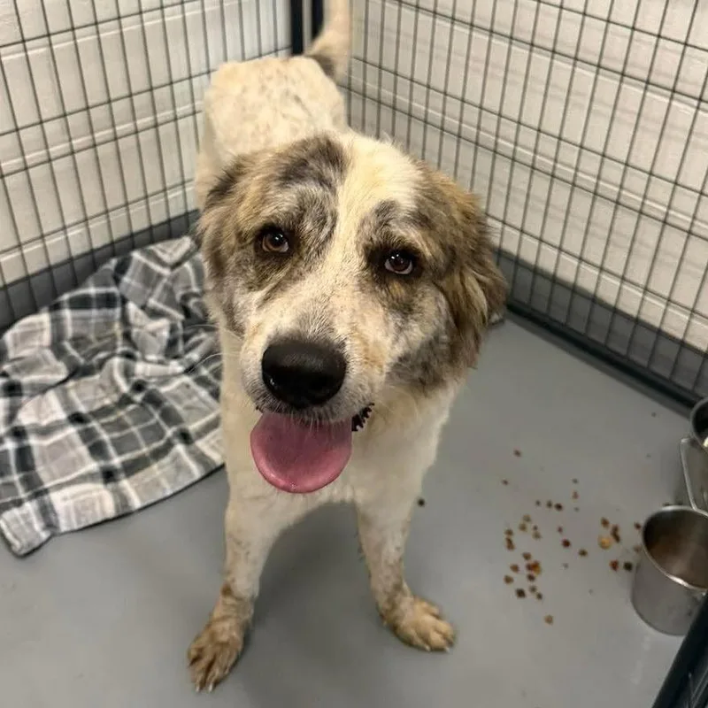 An adult large-sized female White / Cream Great Pyrenees dog named Faith for adoption in Rocky Mount, VA