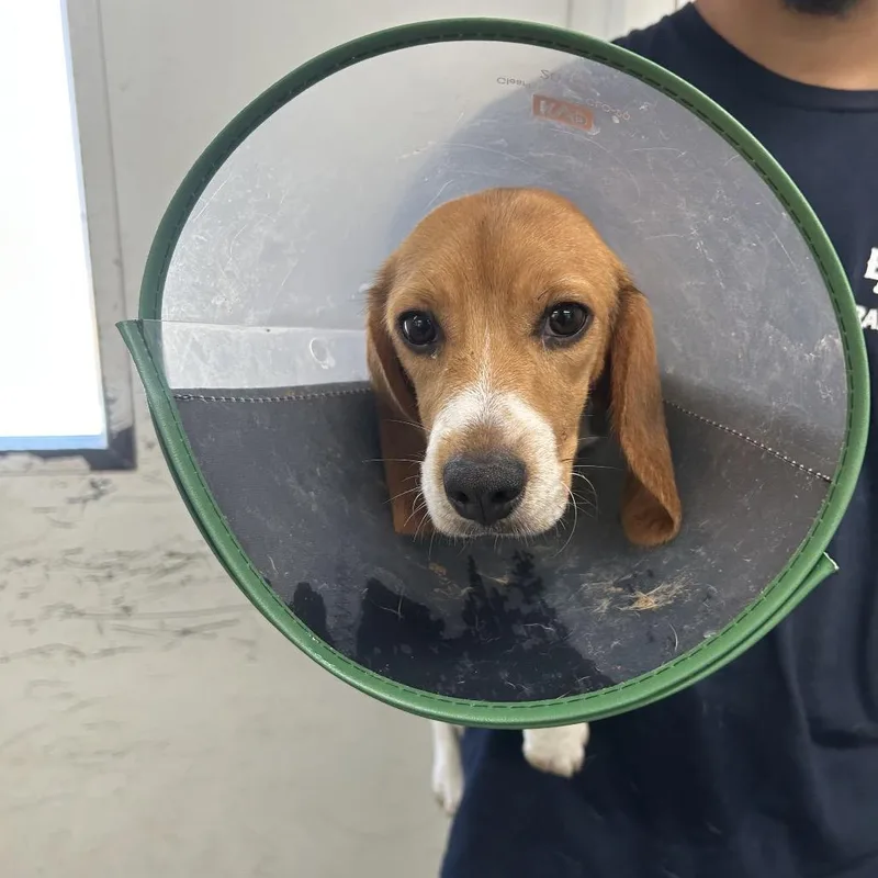 A young small-sized female Brown / Chocolate Beagle dog named Tokyo for adoption in LOXAHATCHEE, FL