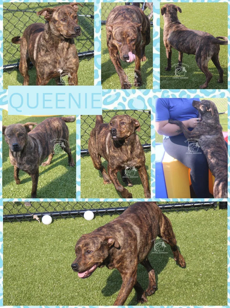 An adult medium-sized female Mixed Breed dog named Queenie for adoption in Kenansville, NC