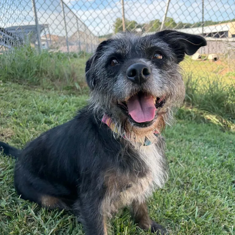 An adult medium-sized female Gray / Blue / Silver German Wirehaired Pointer dog named Dakota for adoption in Sauk City, WI