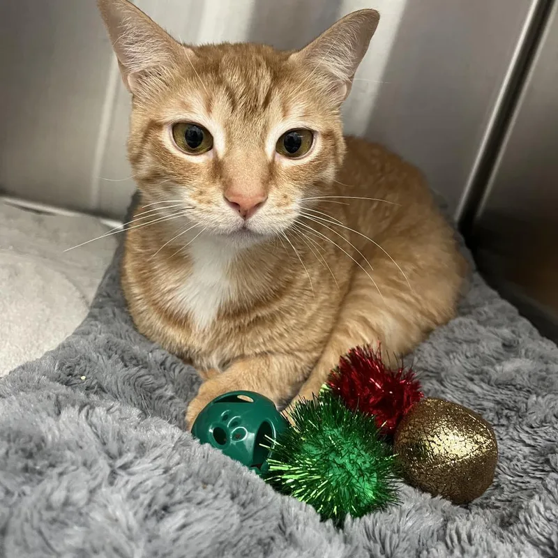An adult large-sized female Orange / Red Domestic Short Hair cat named Simone for adoption in Jupiter, FL