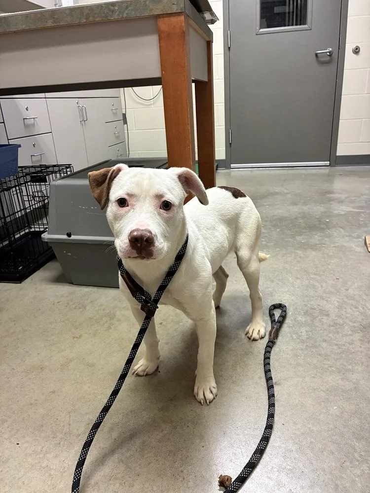 A young medium-sized female White / Cream Terrier dog named Peony for adoption in Mason City, IA