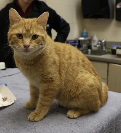 An adult medium-sized male Domestic Short Hair cat named Jackson for adoption in Westland, MI