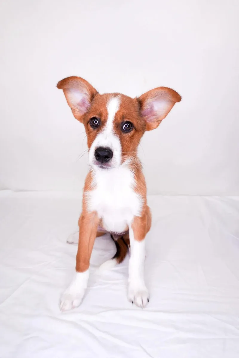 A baby medium-sized male Red / Chestnut / Orange Australian Shepherd dog named Hiccup for adoption in Bixby, OK