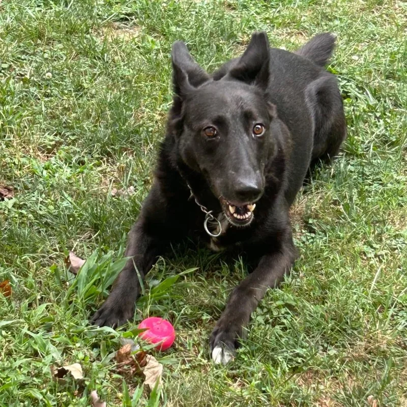 An adult medium-sized female Black German Shepherd Dog dog named Penny for adoption in Scottsburg, IN