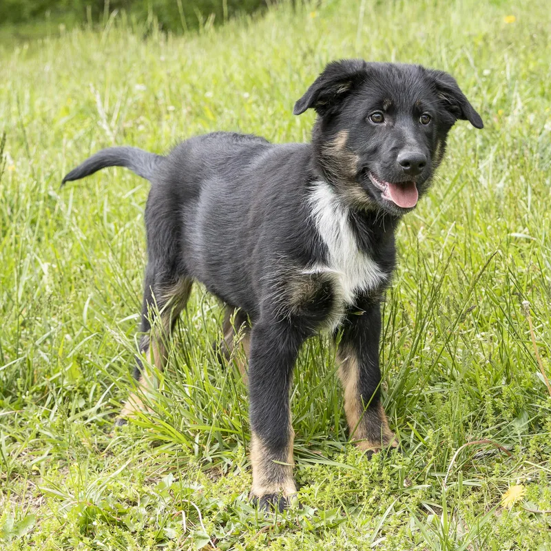 A baby large-sized male Black German Shepherd Dog dog named Archie for adoption in Stroudsburg, PA