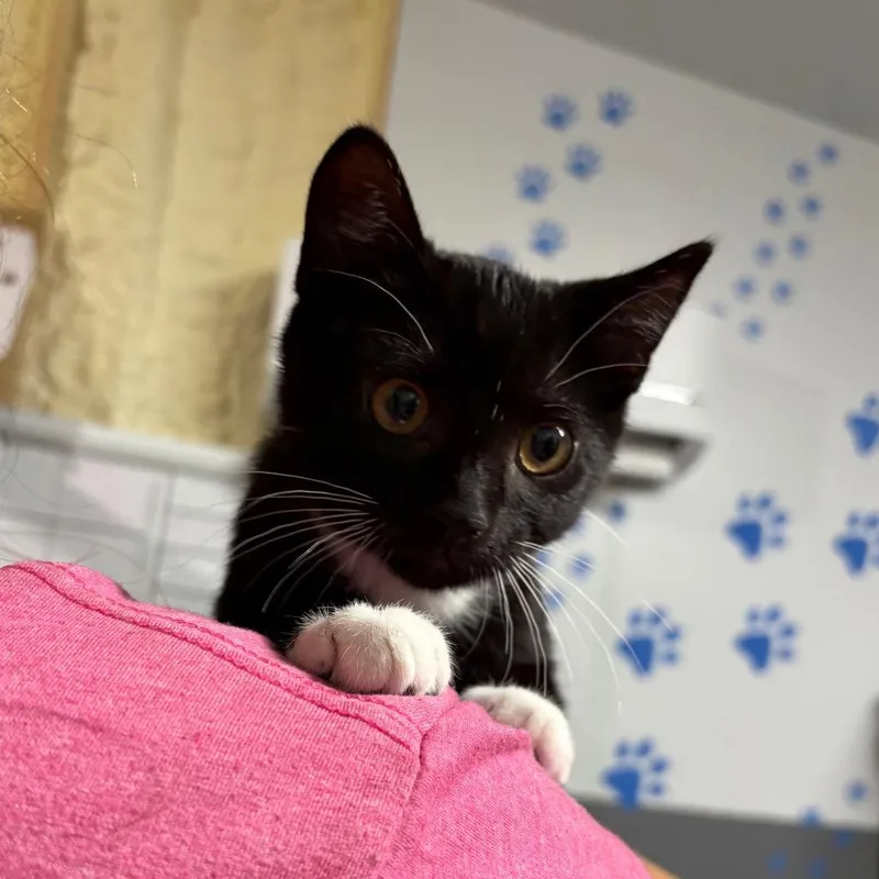 A baby small-sized male Black American Shorthair cat named Josh for adoption in Hamilton, GA