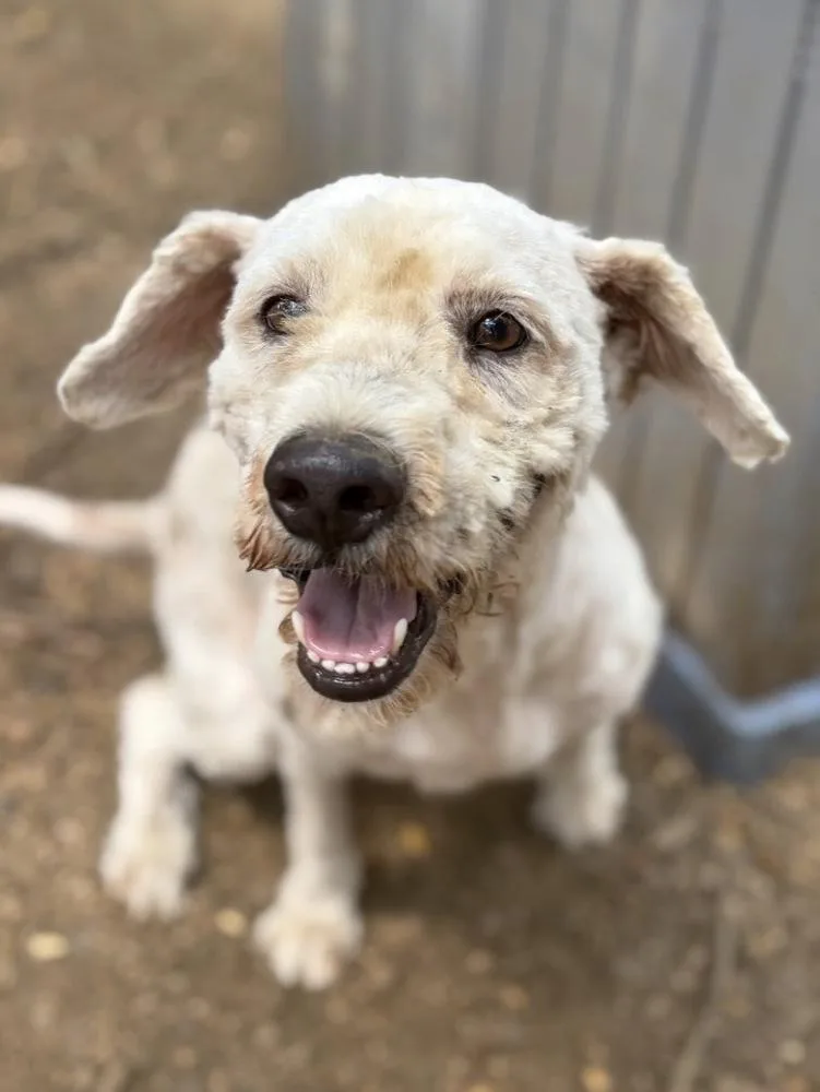 A senior large-sized male Labradoodle dog named Duke for adoption in Aurora, CO