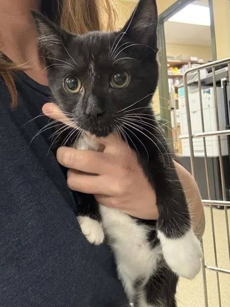 A baby small-sized female Domestic Short Hair cat named Pepper for adoption in Virginia Beach, VA