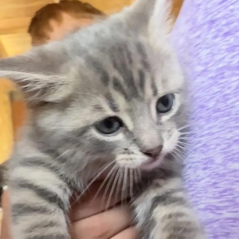 A baby small-sized male Gray / Blue / Silver Domestic Short Hair cat named Lynx for adoption in Silver Spring, MD