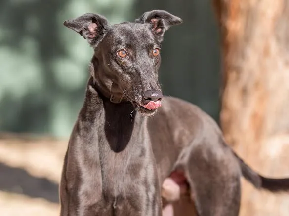 An adult large-sized male Greyhound dog named Hendrix for adoption in Allentown, PA