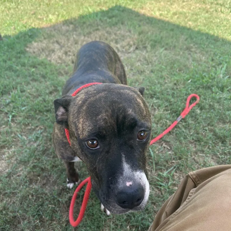 An adult medium-sized female Brindle Mixed Breed dog named Rum Raisin for adoption in Chattanooga, TN