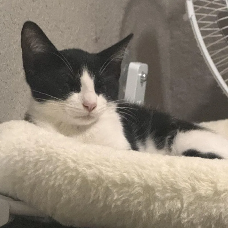 A baby small-sized male Black Domestic Short Hair cat named Paste for adoption in Boerne, TX