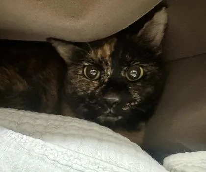 An adult small-sized female Domestic Short Hair cat named Mesprit for adoption in Palm Coast, FL