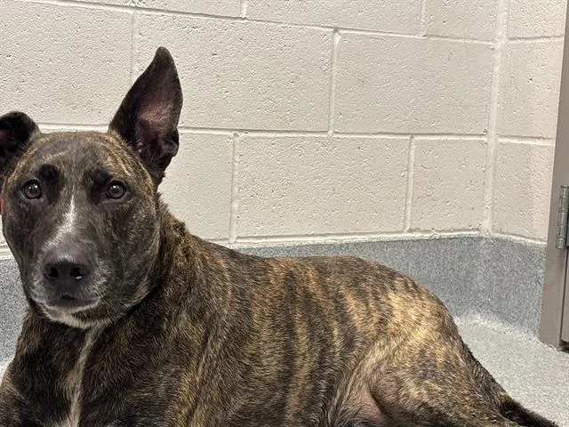An adult large-sized male Belgian Shepherd / Malinois dog named Sammy James for adoption in Indianapolis, IN