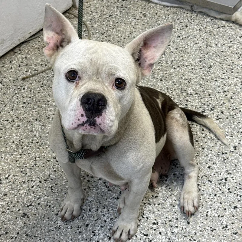An adult large-sized female White / Cream American Bulldog dog named Moshi Moshi for adoption in Hattiesburg, MS