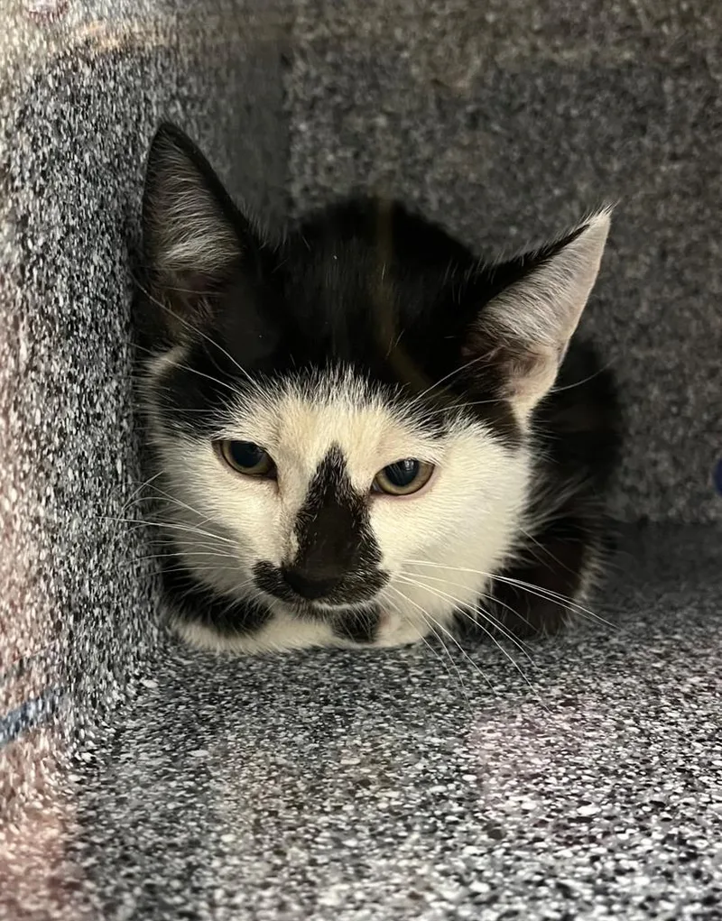 A baby small-sized female American Shorthair cat named Cher for adoption in Greenfield, IN