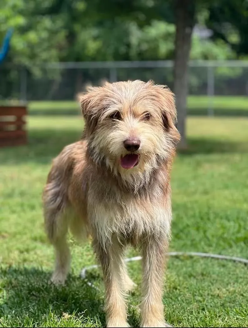 An adult medium-sized male Apricot / Beige Terrier dog named Schaeffer for adoption in Colleyville, TX