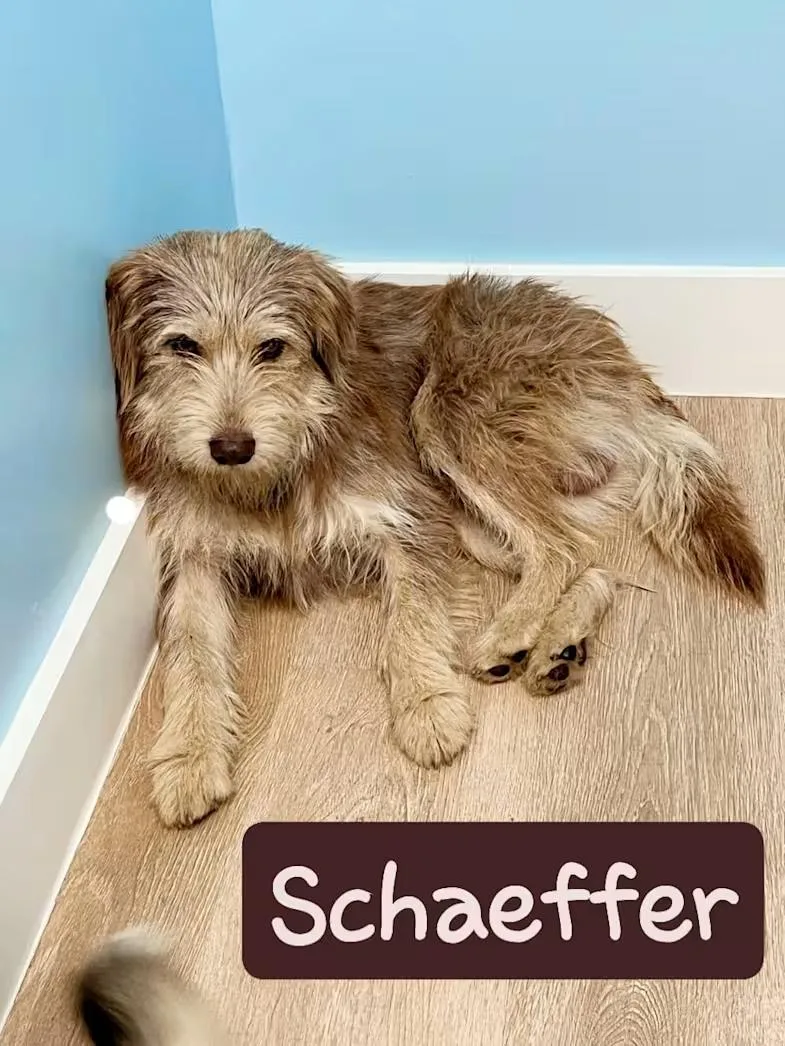 Schaeffer thumbnail 4