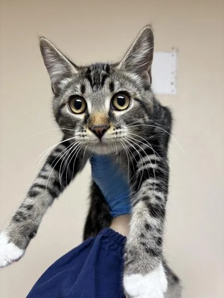 A baby small-sized male Domestic Short Hair cat named Wes for adoption in Sherwood, OR