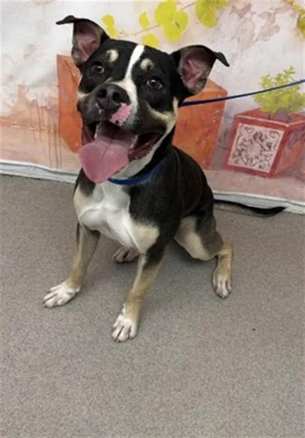 A young large-sized male Pit Bull Terrier dog named Marbles for adoption in San Bernardino, CA
