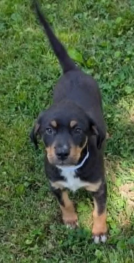 A baby medium-sized male Tricolor (Brown, Black, & White) Black and Tan Coonhound dog named Sammy for adoption in Watertown, CT