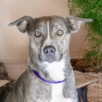 An adult large-sized female Cattle Dog dog named Robbie for adoption in Camano Island, WA