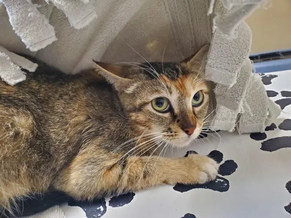 An adult medium-sized female Domestic Short Hair cat named Working Cat Suki for adoption in Oceanside, CA