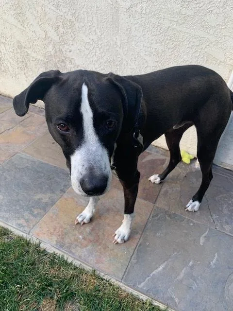 Billykullen thumbnail 4